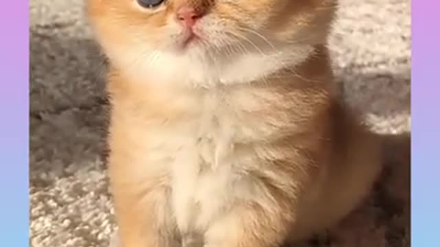 Funny and Cute Cat Video Compilation _#short