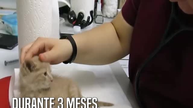 Atravesaron todo el país para adoptar a una gatita de necesidades especiales