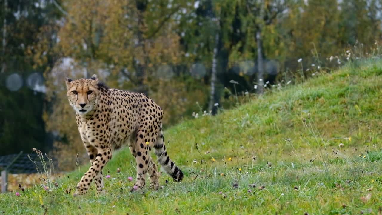 cheetah walking relaxed