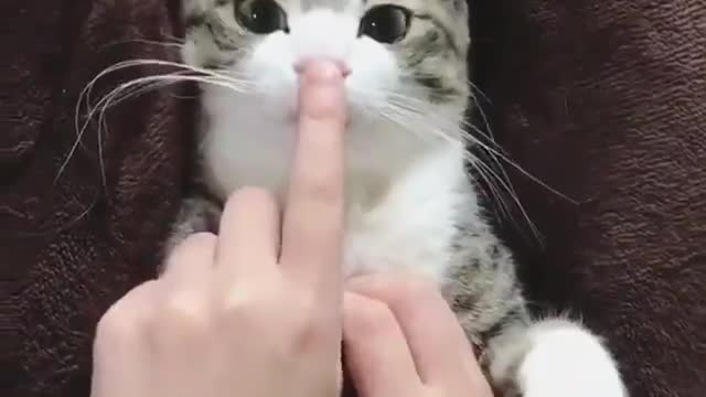 Very Adorable cat scene