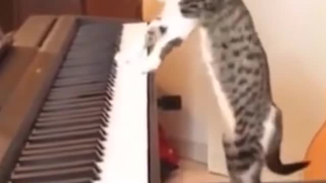 Cute Cat Playing Piano Funny of Cat Movement