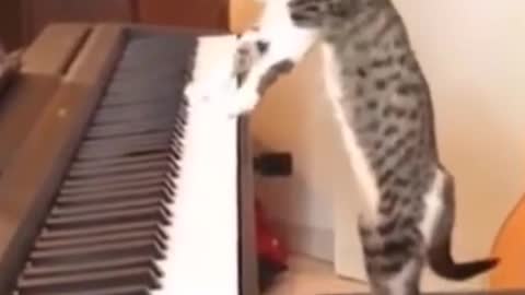 Cute Cat Playing Piano Funny of Cat Movement