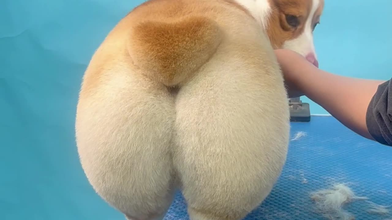 Corgi Peach Butt gives you a big heart