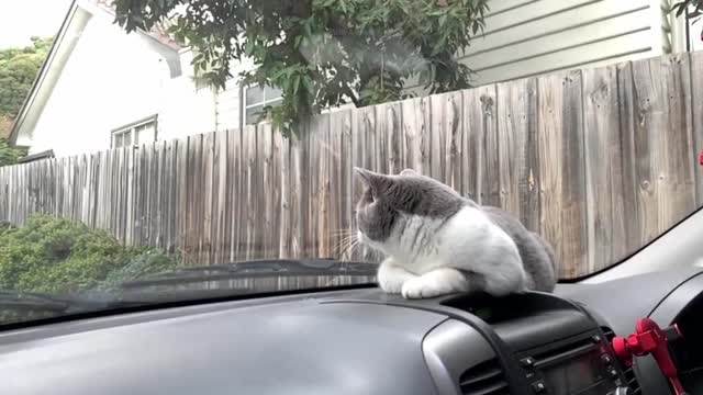 Crazy cat!!