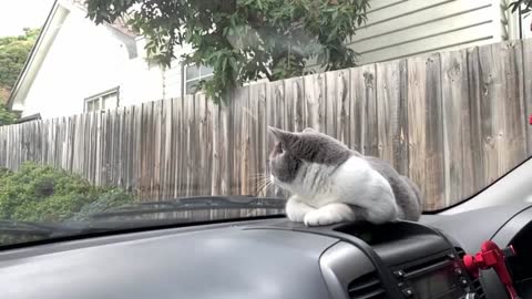 Crazy cat!!