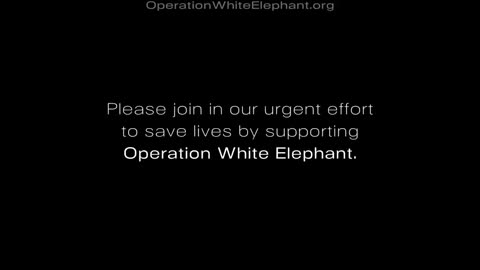 OPERATION WHITE ELEPHANT (AFGHANISTAN)