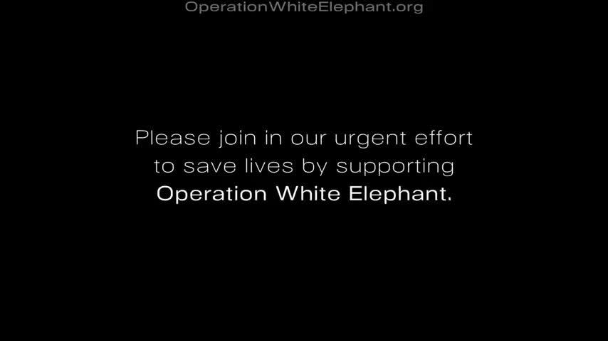 OPERATION WHITE ELEPHANT (AFGHANISTAN)