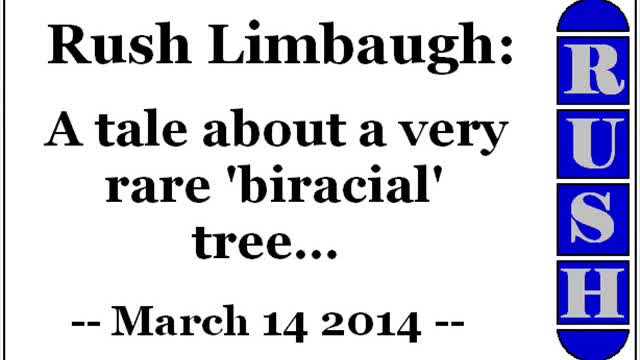 Rush Limbaugh: A tale about a very rare 'biracial' tree... (March 14 2014)