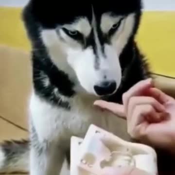 Husky counts money