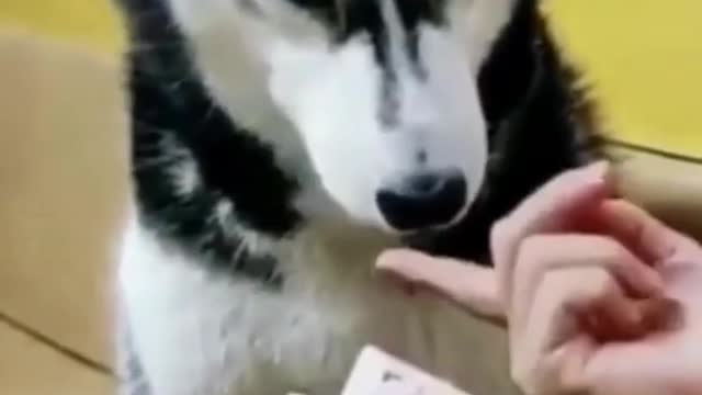 Husky counts money