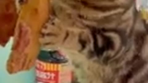 cats and dog funny videos pt 17