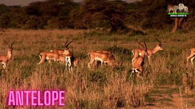 Learn to love animals, learn animal sounds Tiger, Lion, hippo, elephant, deer, monkey, pig