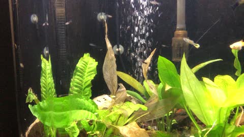 Guppies babies