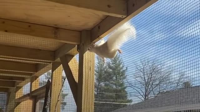 Woman Spends Months Saving A White Squirrel