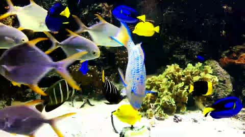 Beautiful colorful fish