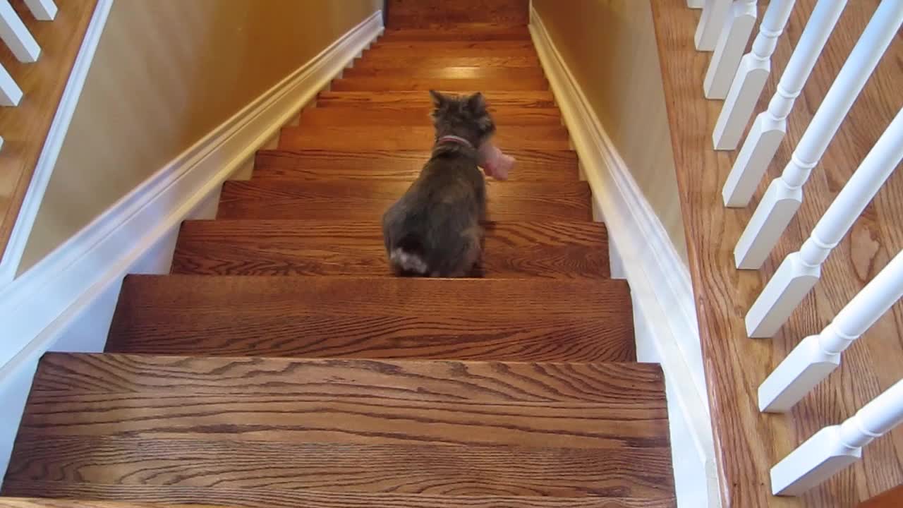 Litte Terrier Can Amazingly Walk Backwards Up Stairs