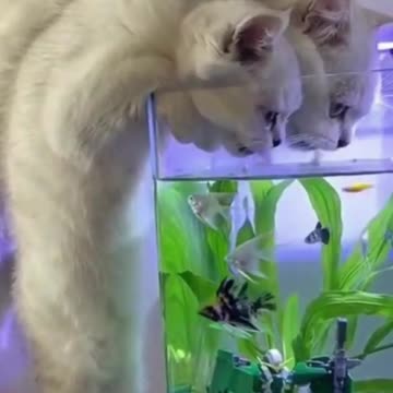 Cats and Aquarium