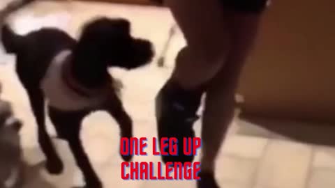 Dogs One Leg Challenge #funny #cute #dogs #challenge