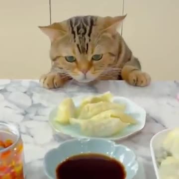 The cat that is everywhere around the house