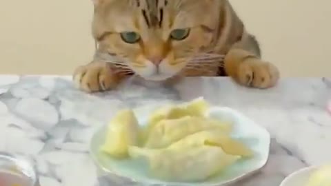 The cat that is everywhere around the house