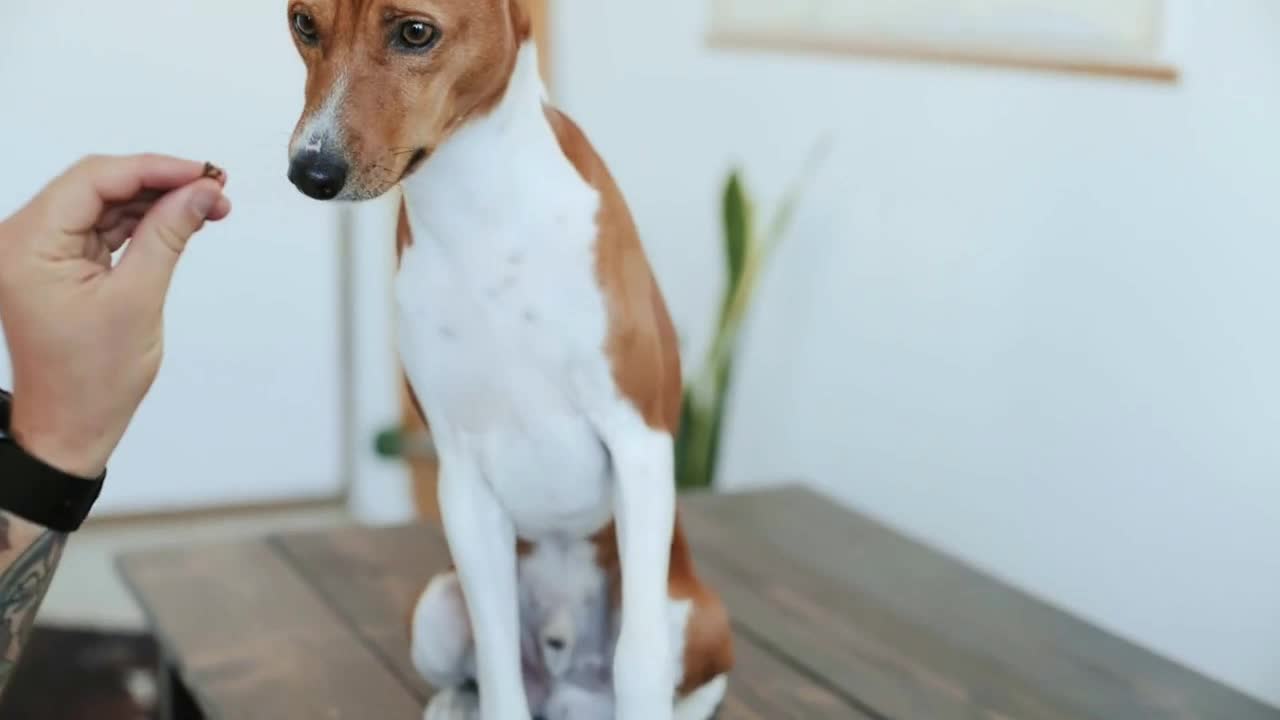 Hipster millennial pet owner with tattooed arms trains his basenji breed dog to do tircks