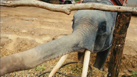 elephant eating a banana