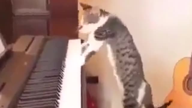 cat play musik. short. #short