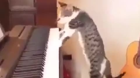 cat play musik. short. #short