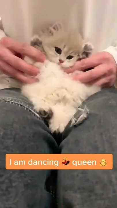 .dancing cat video best for ever