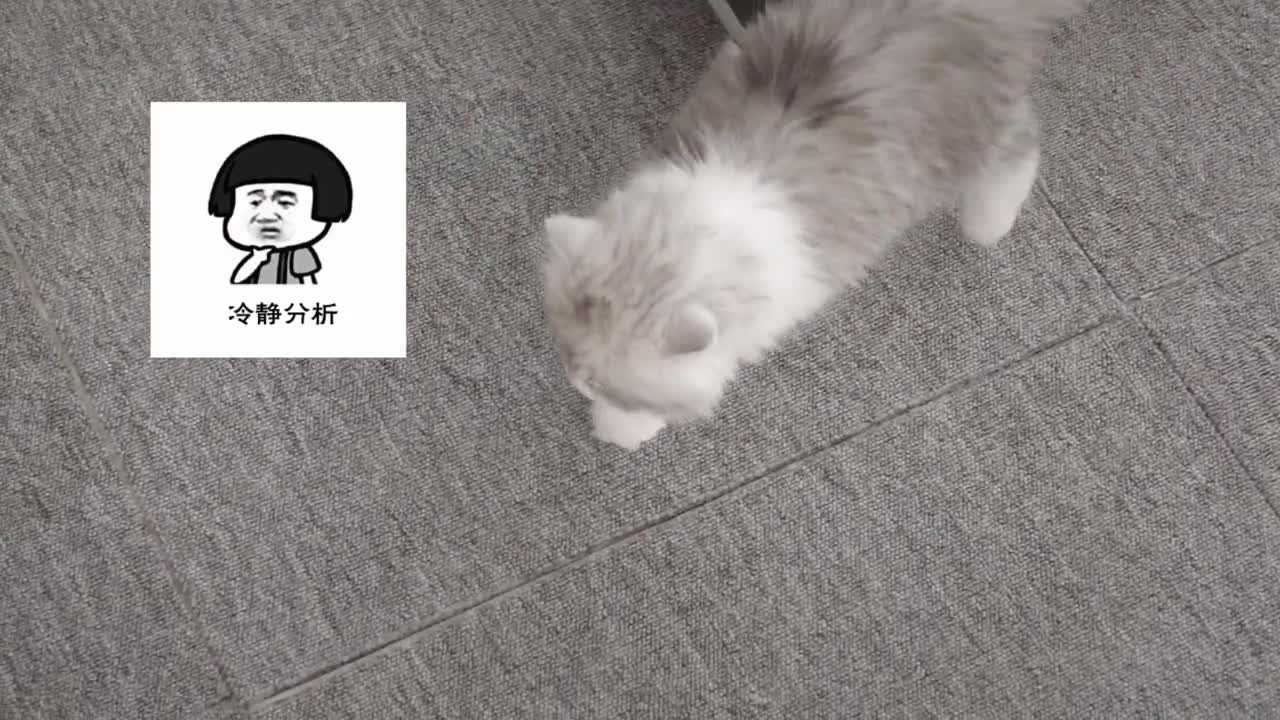 Stubborn kitten