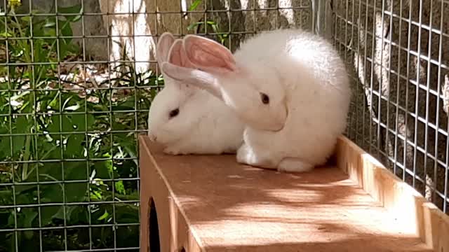 pet rabbits