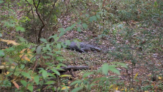 Attacking Crocodile