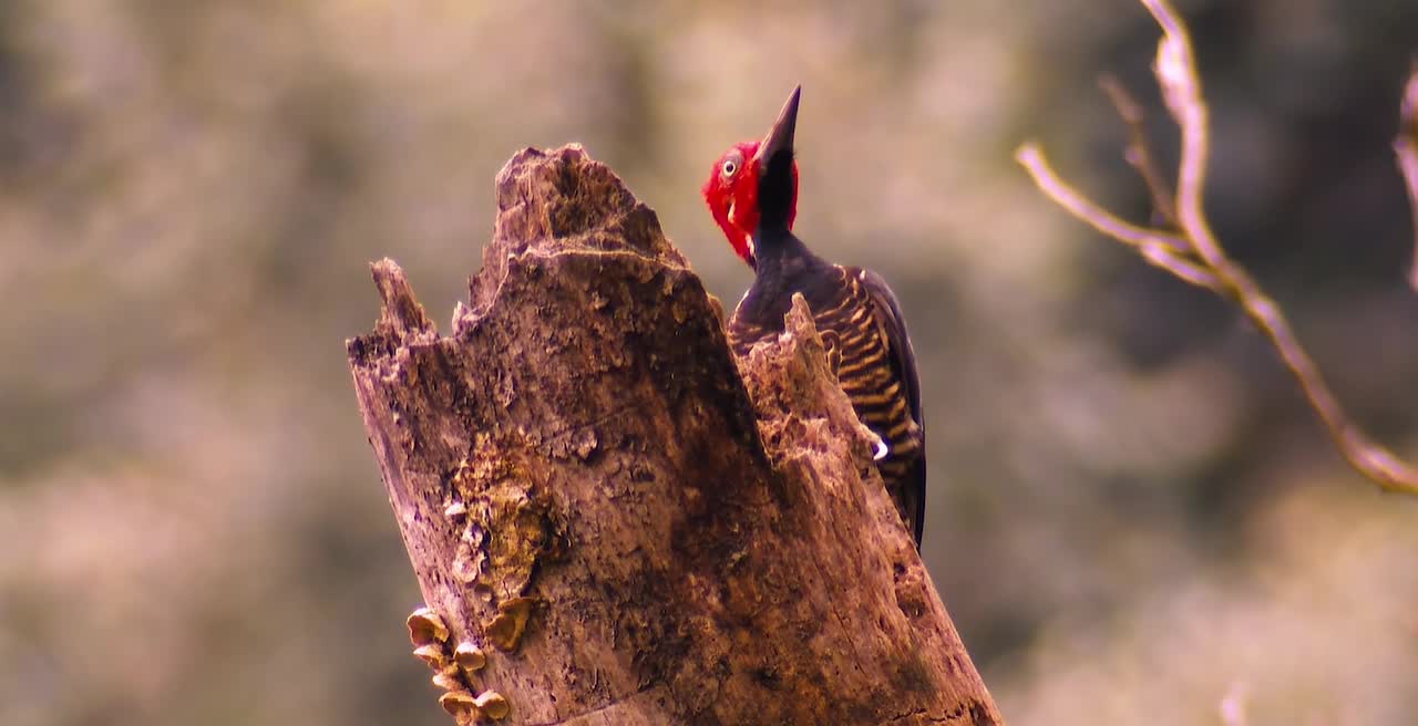 Breathtaking Colorful Birds of the Rainforest2 Part.etKiQp