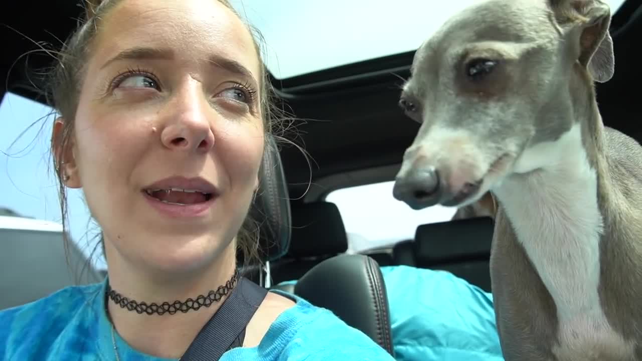 Taking Our Greyhound To The Beach For The First Time