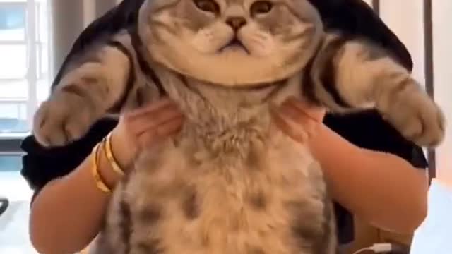 Is this the biggest cat you’ve ever seen 😹😸 (Wait for the end)