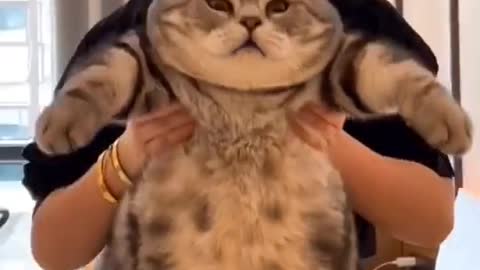 Is this the biggest cat you’ve ever seen 😹😸 (Wait for the end)