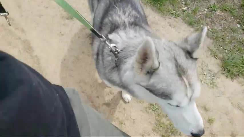 How To Leash Train An EXCITED Siberian Husky! Leash Training TIPS ! Dogs Training