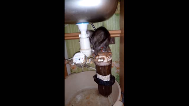 Смешные Котята: Два сантехника/Funny Kittens: Two plumbers