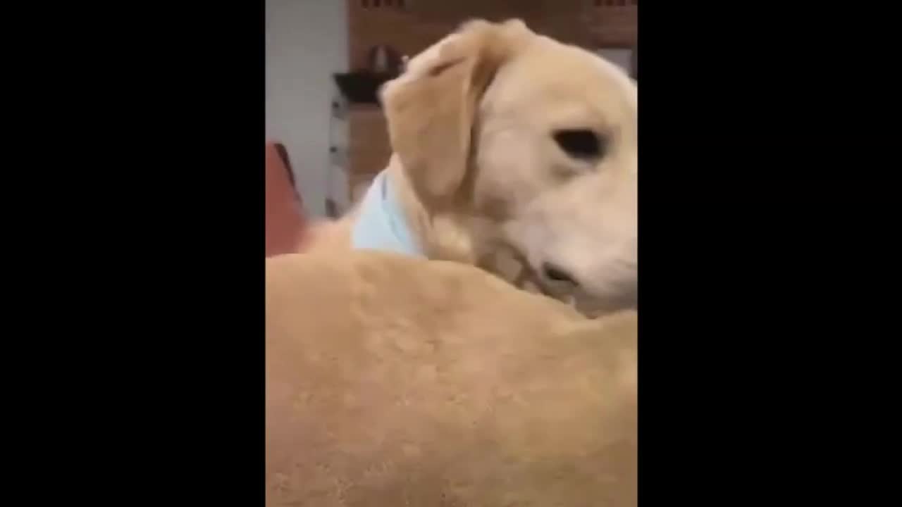 Dog Doesn't Want to Play