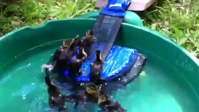 Ducklings in Swimming Pool - Wildlife Rehab Center