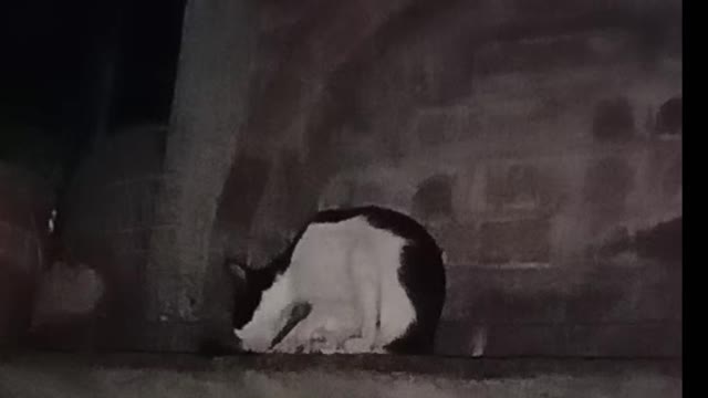 Black White Cute Cat Cleaning Self,