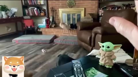 Funny family Pet video collection, can't help laughing