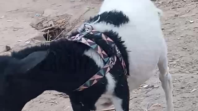 2 - funny , funny
