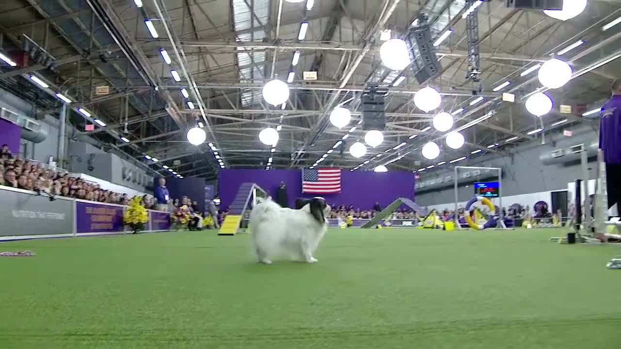 Best of the 2018 Masters Agility Championships | WESTMINSTER DOG SHOW (2018) | FOX SPORTS