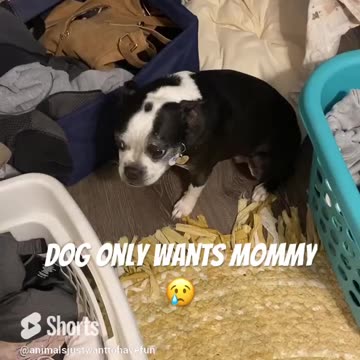 Dog misses Mommy