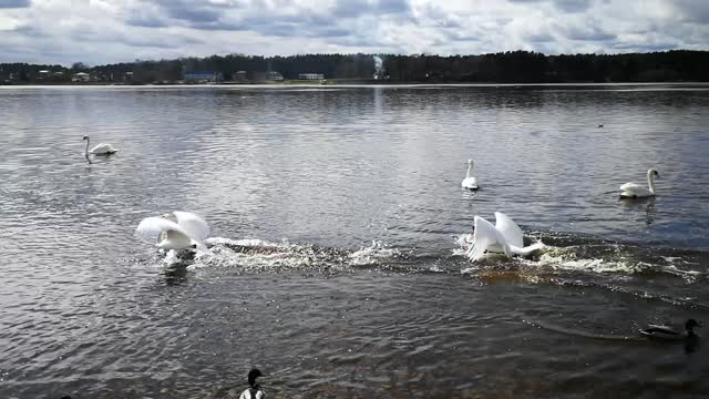 A swan chasing another swan