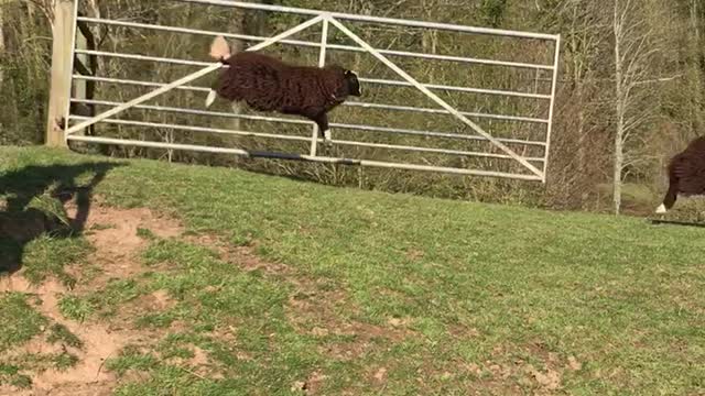 Sheep Literally Jump For Joy For Arrival Of Spring