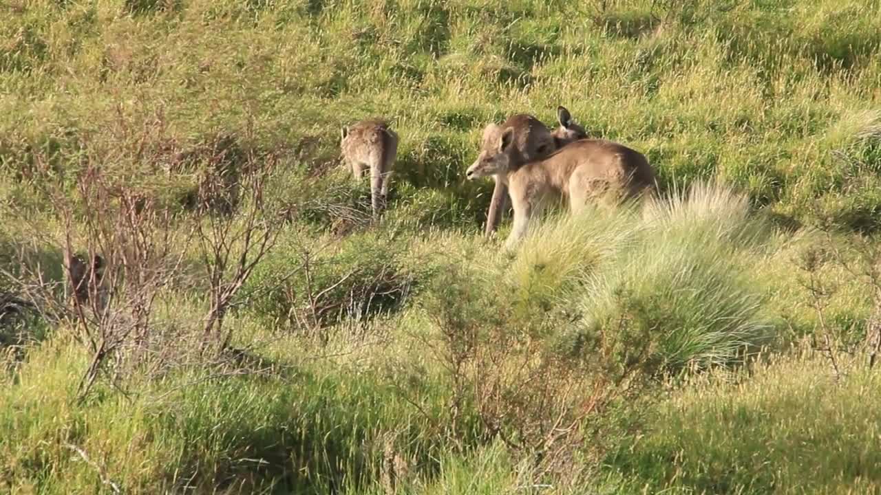 Kangaroo Wallaby - Australian Wildlife