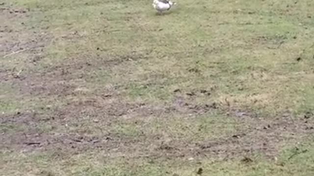 Amanda Grace Talks...CUDDLES IS GROWING UP, POND ADVENTURES, AND OWEN!