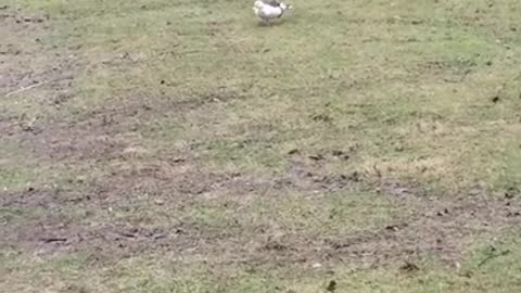 Amanda Grace Talks...CUDDLES IS GROWING UP, POND ADVENTURES, AND OWEN!